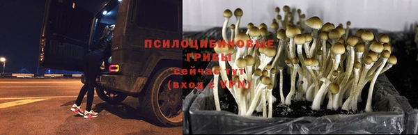 шишки Арсеньев